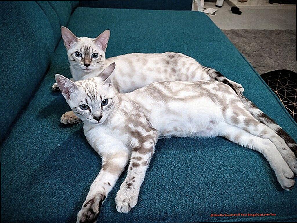 How Do You Know If Your Bengal Cat Loves You-3