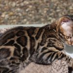 How Much Does A Bengal Cat Cost 406bcda22b