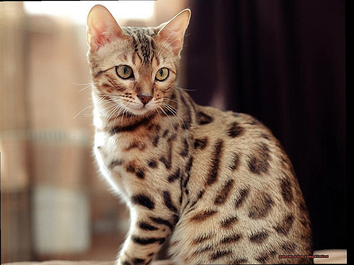 How Much Does A Bengal Cat Cost-2