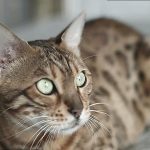 Is A Bengal A House Cat 69416bfd25