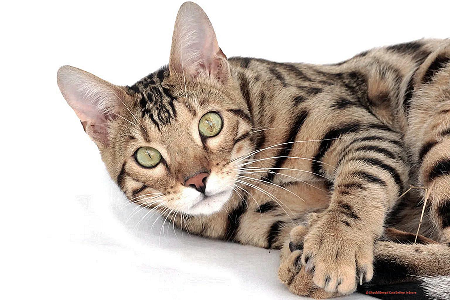 Should Bengal Cats Be Kept Indoors-2
