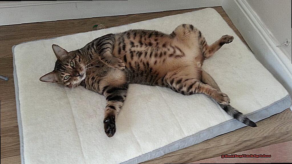 Should Bengal Cats Be Kept Indoors-3