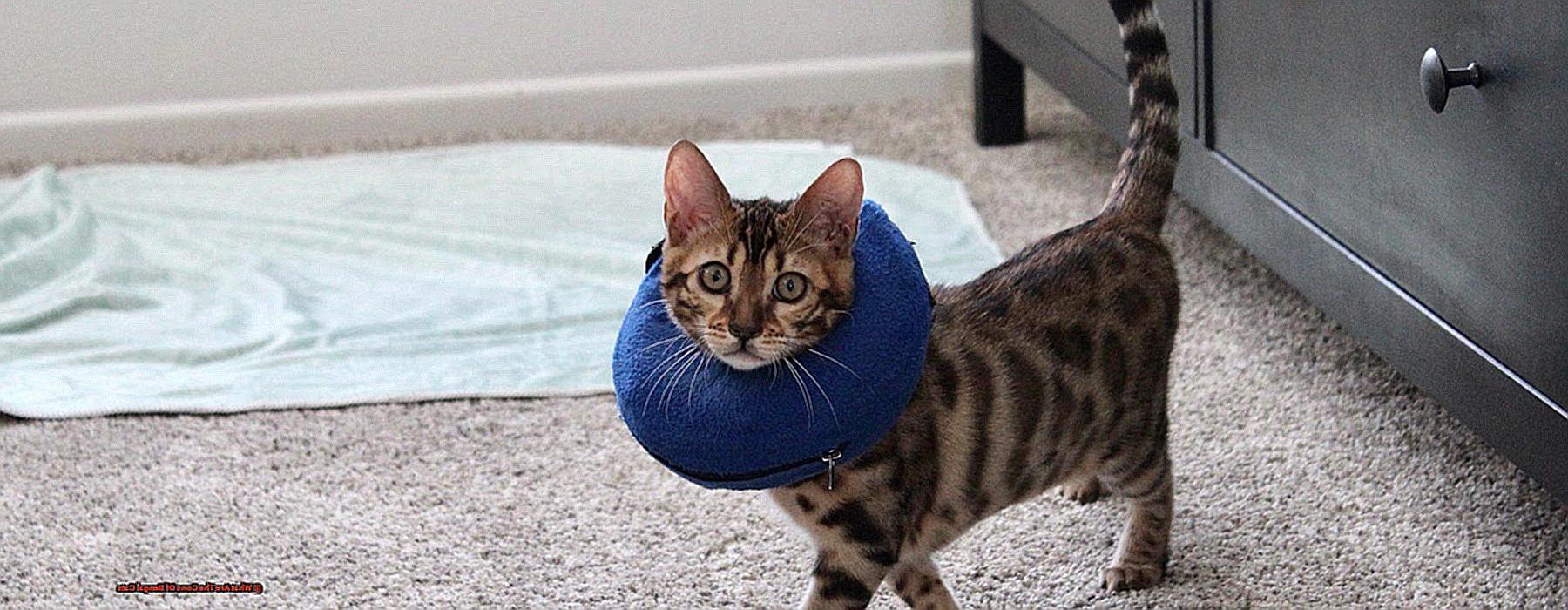 What Are The Cons Of Bengal Cats 8354230a45