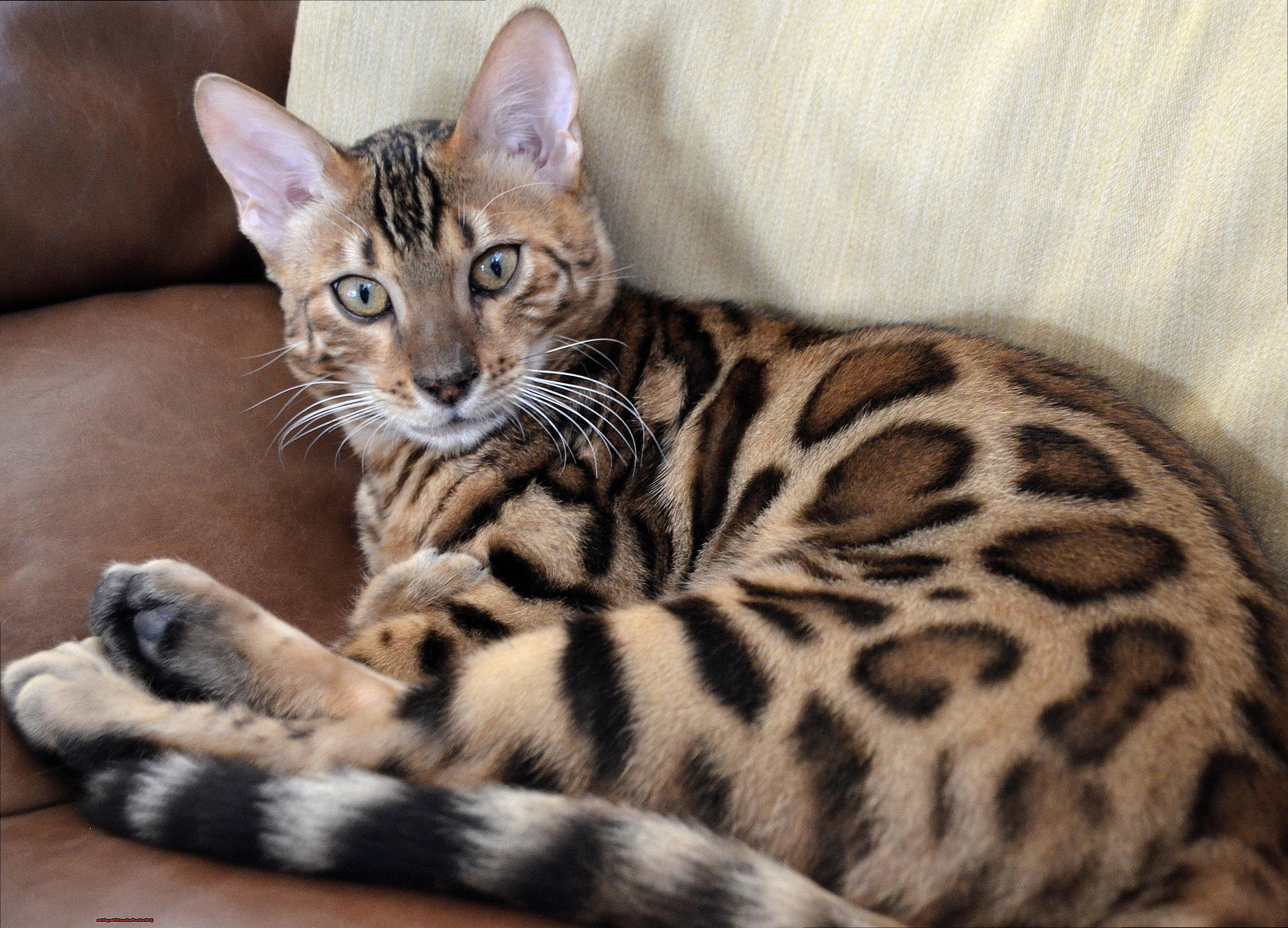 What Are The Cons Of Bengal Cats-2