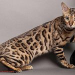What Is Special About Bengal Cats 3709846b10