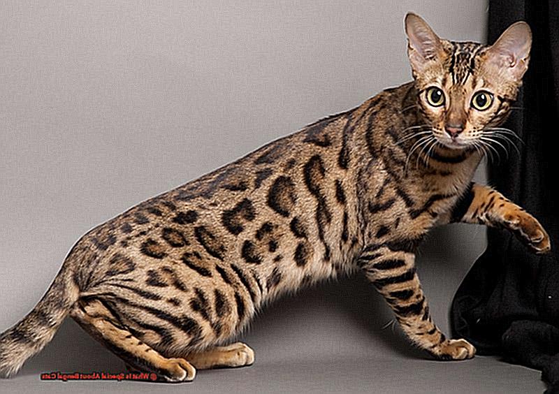 What Is Special About Bengal Cats 3709846b10