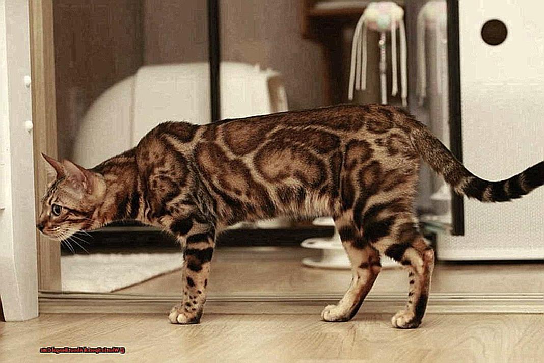 What Is Special About Bengal Cats-2