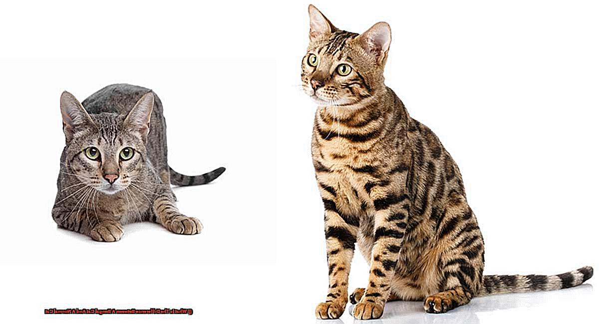 What Is The Difference Between A Bengal Cat And A Normal Cat-3