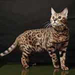 What Is The Difference Between A Bengal Cat And A Normal Cat 93e8cb2e6c