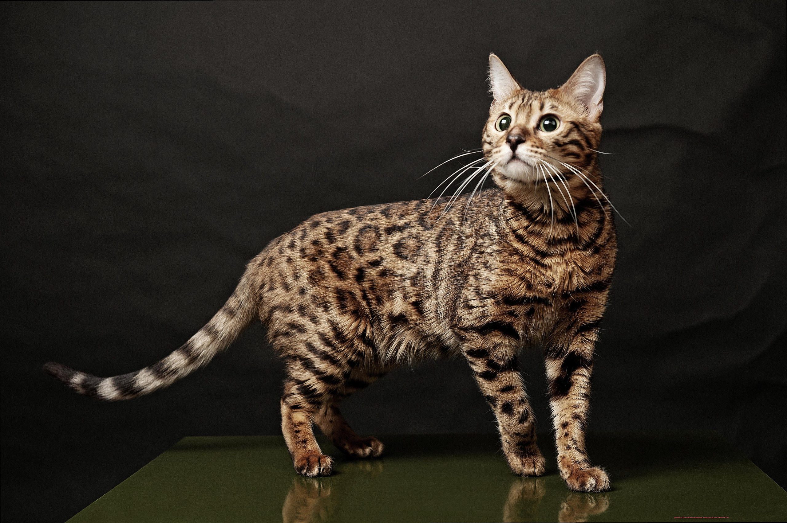 What Is The Difference Between A Bengal Cat And A Normal Cat 93e8cb2e6c scaled