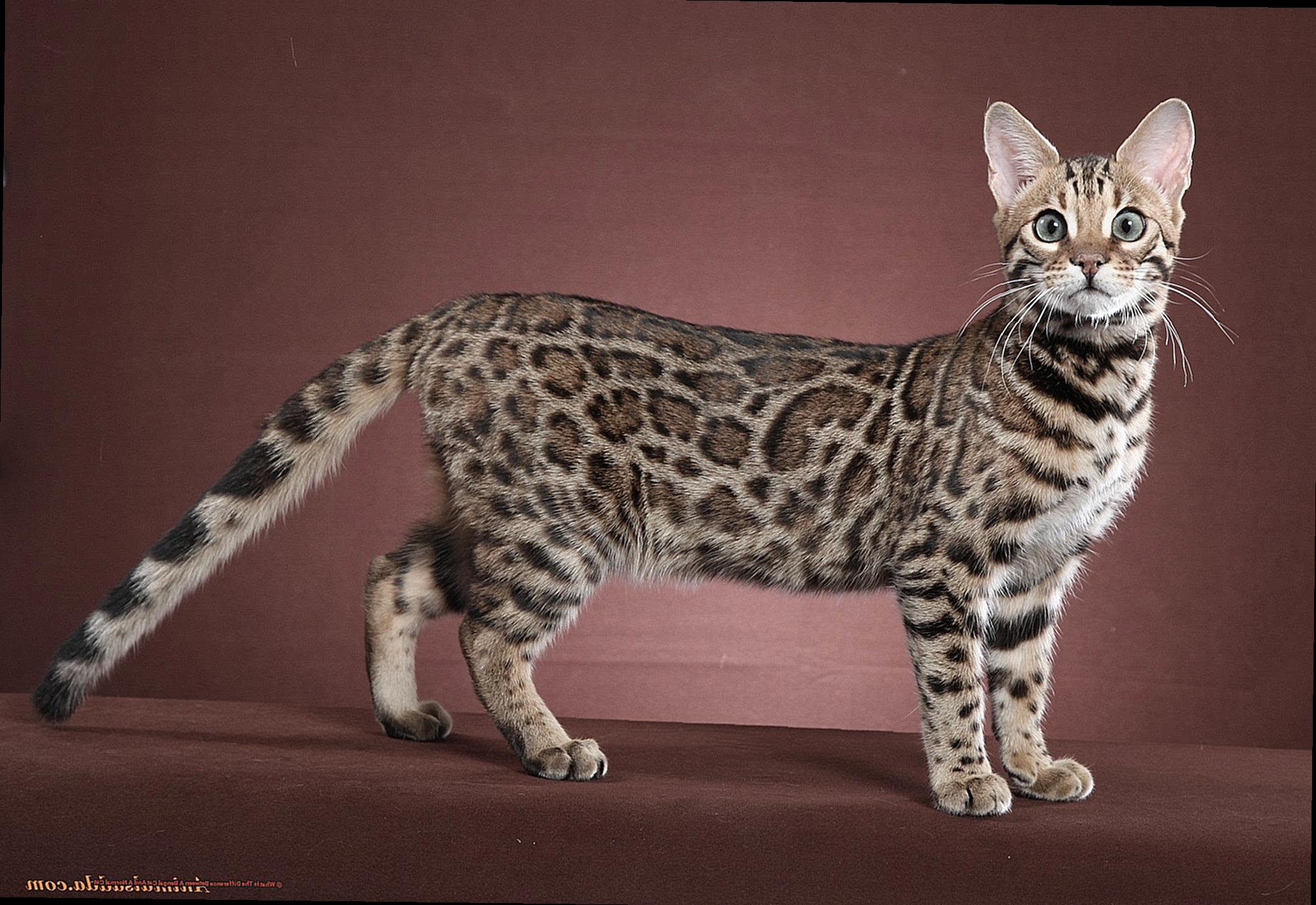 What Is The Difference Between A Bengal Cat And A Normal Cat-2