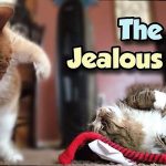 What Is The Most Jealous Cat c721f14808