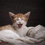 What Makes Cat Laugh 5014853d81