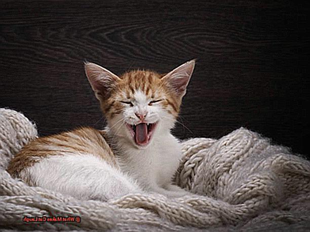 What Makes Cat Laugh 5014853d81
