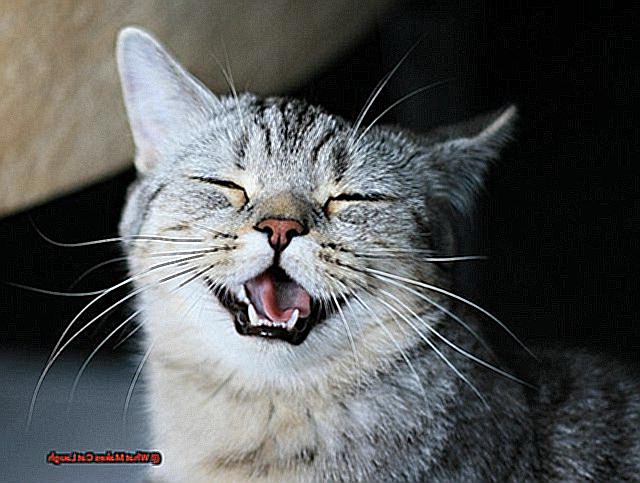 What Makes Cat Laugh-4