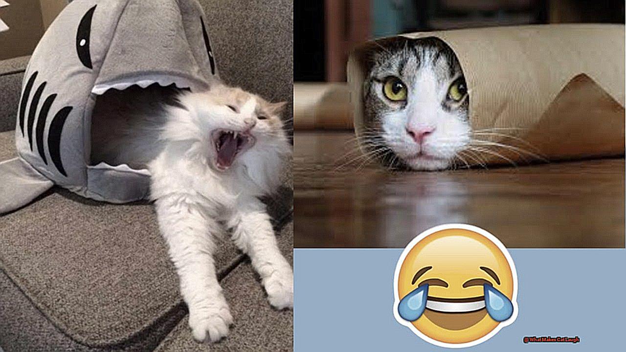 What Makes Cat Laugh-2