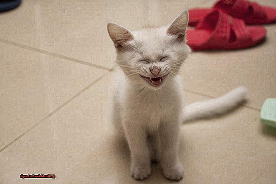 What Makes Cat Laugh-3