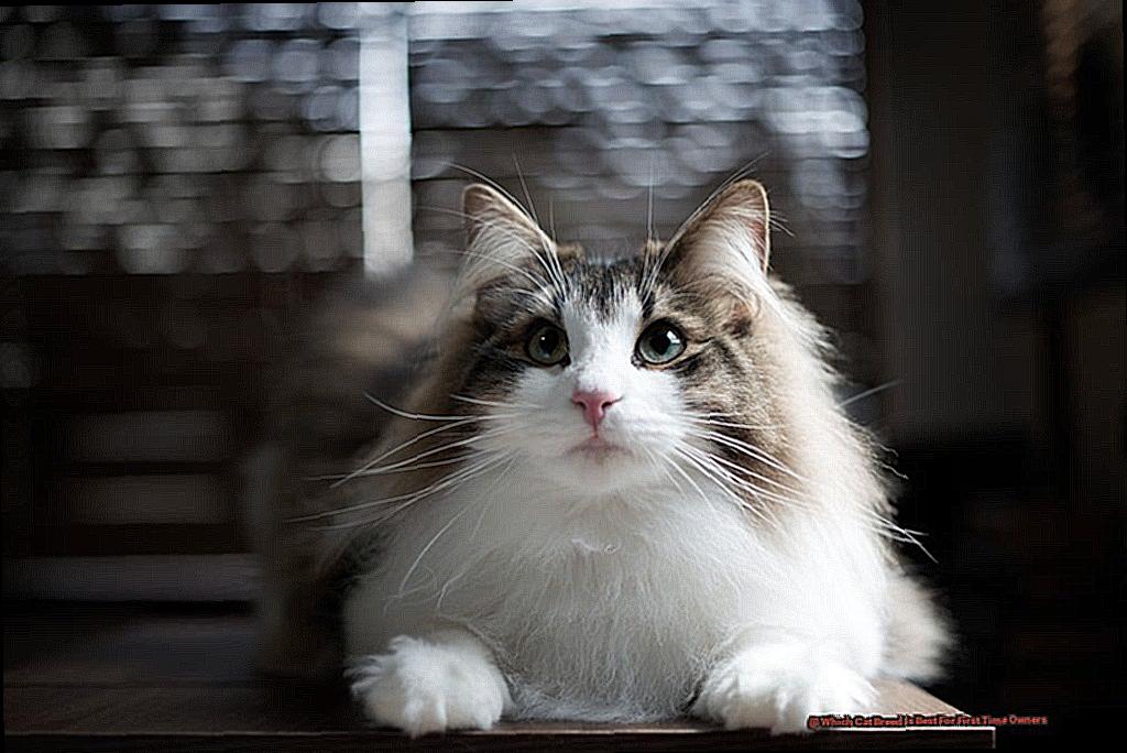 Which Cat Breed Is Best For First Time Owners-3