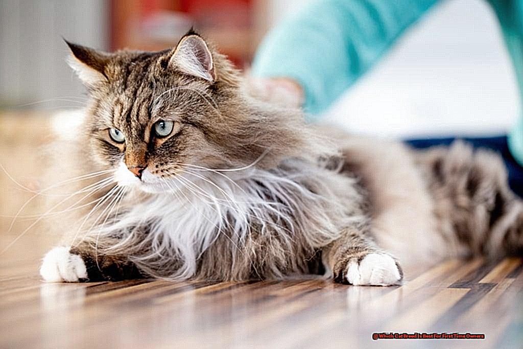 Which Cat Breed Is Best For First Time Owners-2