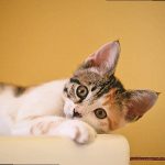 Which Cat Breed Is Best For First Time Owners bbfbd3546f