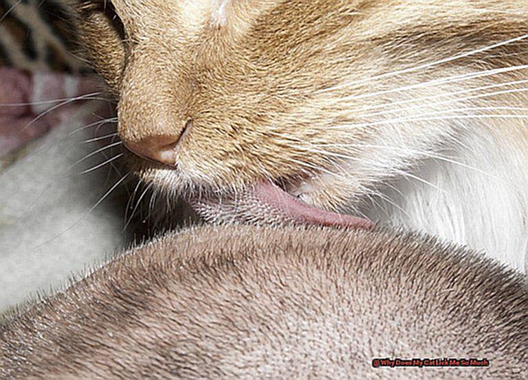 Why Does My Cat Lick Me So Much b6d23a7c4a