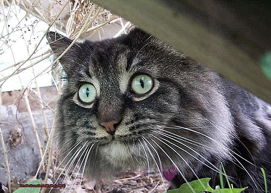 Why Is My Maine Coon So Timid-2